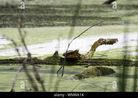 Wstern gemalte Schildkröte (Chrysemys picta bellii) Stockfoto