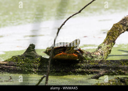 Wstern gemalte Schildkröte (Chrysemys picta bellii) Stockfoto