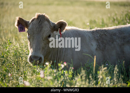 Kuh, Wallowa Valley, Oregon. Stockfoto