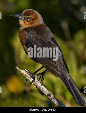 Boot-tailed Grackle (weiblich) Stockfoto