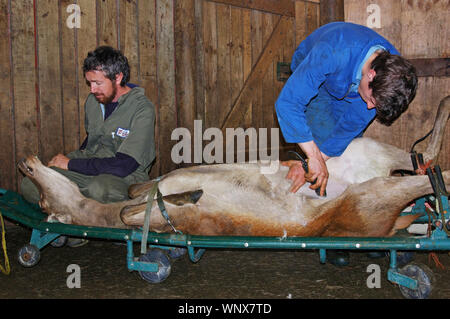 Greymouth, Neuseeland, ca. 2006: Männer bereiten ein Rotwild hind für einen Embryo transfer Programm ca. 2006, in der Nähe von Greymouth, Neuseeland. Stockfoto