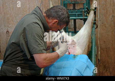 Greymouth, Neuseeland, ca. 2006: ein Tierarzt verwendet eine laparascope die Gebärmutter einer Hirschkuh während eines Embryo transfer Programm auf Rotwild zu finden Hinds ca. Stockfoto