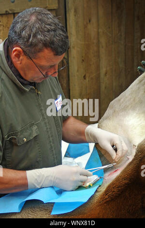 Greymouth, Neuseeland, ca. 2006: ein Tierarzt näht, den Schnitt in den Bauch einer Leihmutter hind während eines Embryo transfer Programm auf Rotwild hind Stockfoto