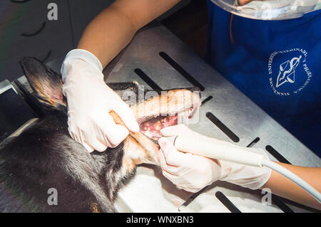 Hund, Zahn, Zähne, Zahnmedizin, Tiermedizin, Tierarzt, Pet, Tierarzt, Arzt, Büro, Stomatologie, am 5. September 2019. (CTK Photo/Libor Sojka Stockfoto