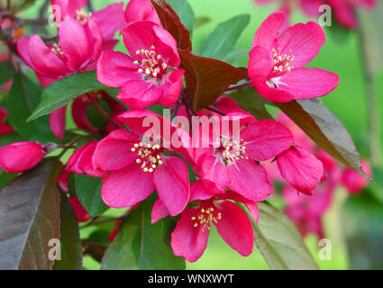 Foto von Pink crabapple Blüten auf einem crabapple Tree Stockfoto