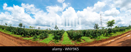 Reihen von Kaffee grüne Pflanzen feld landschaft natur mit blauen Himmel Hintergrund, panorama Blick. Plantation Landwirtschaft wirtschaft Konzept Stockfoto