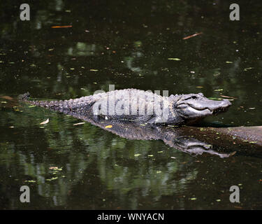 Alligator ruht auf einem Wasser angezeigte Produkte: Kopf, Körper, Augen, Zähne, Pfoten mit einem Spiegelbild im Wasser in seiner Umgebung und Umwelt. Stockfoto