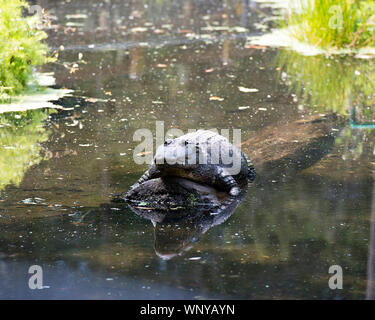 Alligator ruht auf einem Wasser angezeigte Produkte: Kopf, Körper, Augen, Zähne, Pfoten mit einem Spiegelbild im Wasser in seiner Umgebung und Umwelt. Stockfoto
