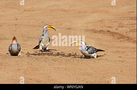 3 hornbill Vögel auf dem Sand auf dem Boden, Botswana, Afrika. Stockfoto