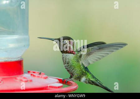 Eine männliche Anna hummingbird setzt auf den Barsch eines Kolibrizufuhr. Stockfoto