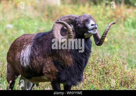 Das Mufflon (Ovis orientalis) während der Paarungszeit auf Game Reserve. Stockfoto