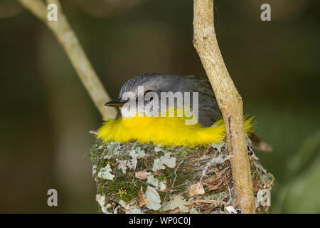 Australian Eastern Gelb Robin sitzen auf Nest Stockfoto