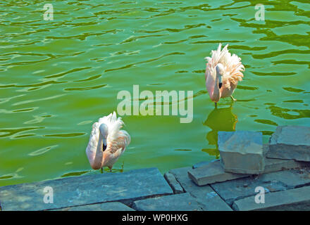 Zwei Flamingos Waten in Stein gesäumten Kanal Stockfoto