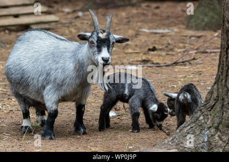 Die Pygmy goat mit ihren Kindern in Wildlife Park. African Pygmy goat ist inländischen Miniatur Rasse Stockfoto