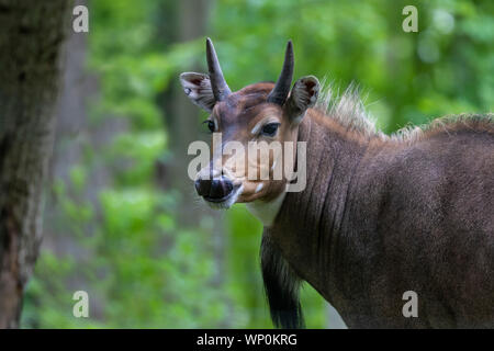 Nilgai - Blau Stier (Boselaphus tragocamelus), einem der großen Antilopen und die größte asiatische Antilopen. Stockfoto