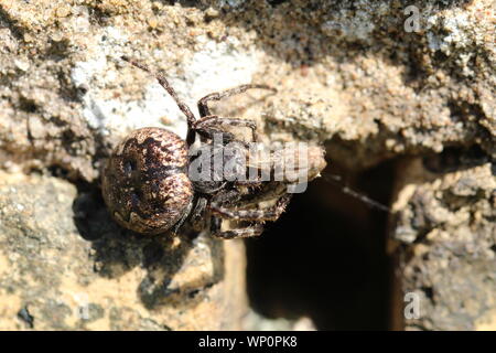 Eine Walnuss Orb-weaver Spider (Nuctenea umbratical), außerhalb seiner Zuflucht auf einem zerbröckelnden Mauer in Ayrshire. Stockfoto