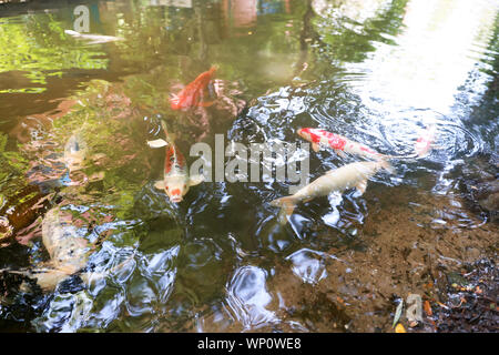 Weißer Fisch, Goldener Fisch, gelb Fisch, rote Fische oder eingezäunt Karpfen schwimmen im Wasser Teich in USA-Bild Stockfoto