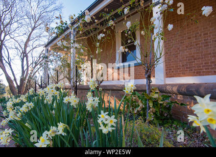 Ein Garten Bett von Jonquils (Narcissus tazetta papyraceous) am historischen Rowlee Weingut in Orange, NSW, Australien Stockfoto