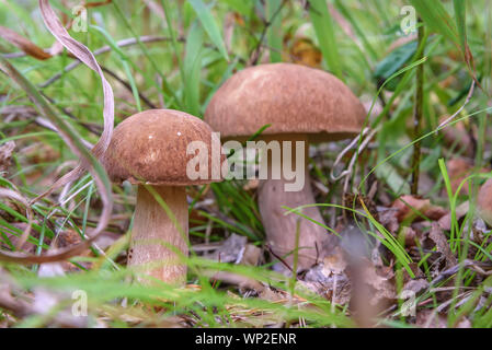 Schöne Pilze Steinpilze (Boletus edulis) mit einem braunen Hut close-up im Gras Stockfoto