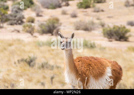 Guanaco hautnah. Pinguinkolonie Punta Tombo, Patagonien, Argentinien Stockfoto