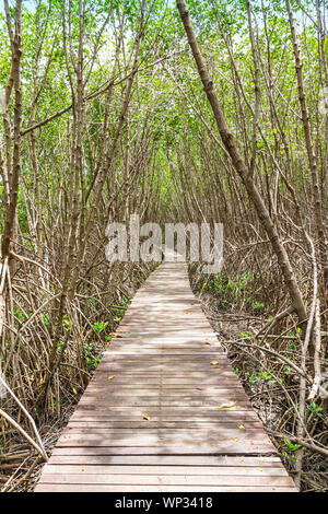 Einen langen Weg in den Mangrovenwald Hintergrund. Stockfoto