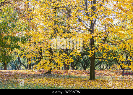 Park im Herbst sonniger Tag. Bäume mit Gold gelb Laub, trockene Blätter auf dem Rasen, Holzbank Stockfoto