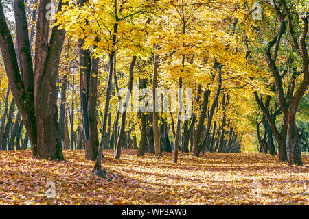 Die Natur im Herbst. park Boden mit trocken gefallenen Laub abgedeckt. Bäume mit gelben und orangen verwelkte Blätter. Stockfoto