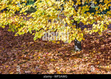 Beech Tree Branch mit gelben Blätter closeup. park Boden mit trockenem Laub abgedeckt Stockfoto