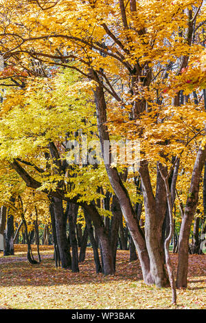 Wunderschöne Stadt mit Blick auf den Park im Herbst. hohe Bäume mit hellem Orange und Gelb Laub auf blauen Himmel Hintergrund Stockfoto