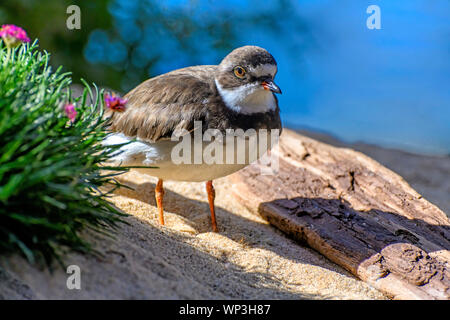 Ein kleines Planschbecken Vogel, verschneite plover (Charadrius nivosus), Wandern auf dem Sand. Stockfoto