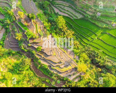 Green cascade Reisfeld Plantage auf Bali, Indonesien Stockfoto