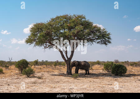 Elefant lehnte mit dem Kopf gegen den Stamm eines Baumes, Schlafen in Botsuana Stockfoto