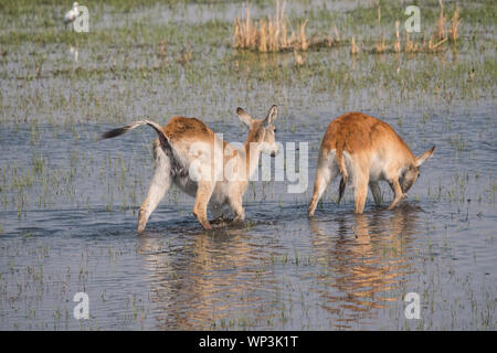 Zwei roten Letschwe Wasserbock Antilopen im Sumpf, Moremi Game Reserve, Okavango Delta, Botswana Stockfoto