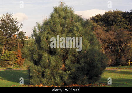 Die Coulter-Kiefer oder Großkegelkiefer, Pinus coulteri, stammt aus den Küstenbergen von Südkalifornien und Nord-Baja, Kalifornien. Stockfoto