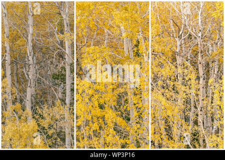 Triptychon Präsentation der Berg Espen (Populus tremuloides) an ihrer Spitze Falllaub, Inyo National Forest, California, United States. Stockfoto