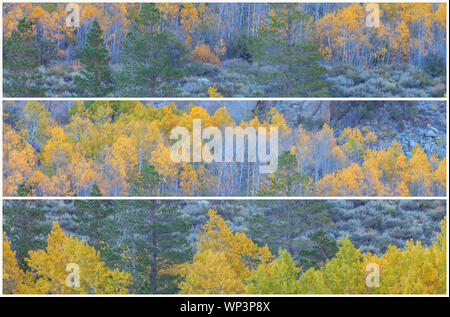 Triptychon Präsentation der Berg Espen (Populus tremuloides) an ihrer Spitze Falllaub, Inyo National Forest, California, United States. Stockfoto