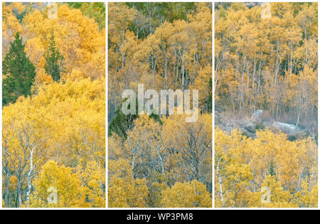 Triptychon Präsentation der Berg Espen (Populus tremuloides) an ihrer Spitze Falllaub, Inyo National Forest, California, United States. Stockfoto