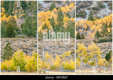 Triptychon Präsentation der Berg Espen (Populus tremuloides) an ihrer Spitze Falllaub, Inyo National Forest, California, United States. Stockfoto