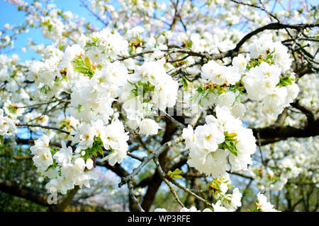 Schöne weiße Blüten Cherry Blossom oder Sakura blühen mit blauem Himmel Hintergrund in der Garten im Frühling oder Sommer. Stockfoto