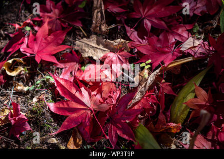 Bunte verschiedenen Herbst Blätter auf dem Boden gefallen. getrocknete Blätter die Oberfläche des Landes. close-up, Draufsicht von oben, multicolor Schöne saisonale Stockfoto