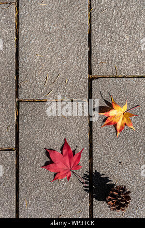 Bunte verschiedenen Herbst Blätter auf dem Boden gefallen. getrocknete Blätter die Oberfläche des Landes. close-up, Draufsicht von oben, multicolor Schöne saisonale Co Stockfoto