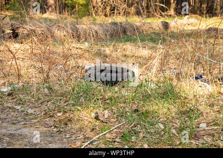 Rad Wagen in den Wald geworfen. Umwelt. Ökologie. Hintergrund. Stockfoto