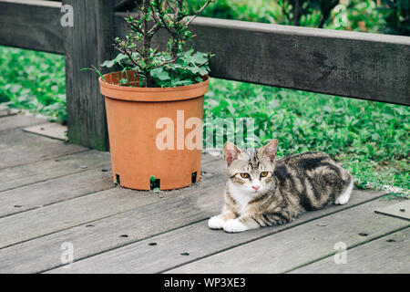 Katze in Houtong cat Dorf, Taiwan Stockfoto