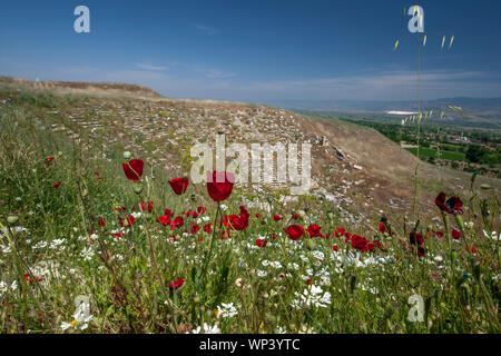 Blumen einschließlich roter Mohn wächst in den Ruinen der nördlichen Theater an der antiken Stätte von Laodykeia (laodicea) bei Denizli in der Türkei. Stockfoto