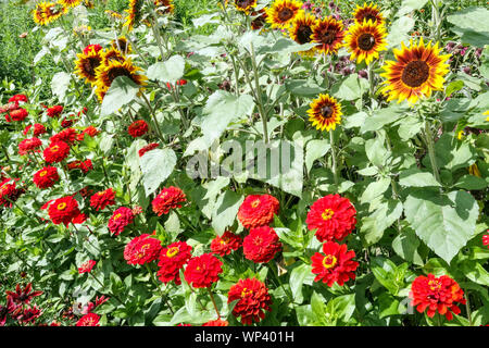 Buntes Blumenbett Rote Zinnias Sonnenblumen Gartenblumen Dekorative Blumenkorne Gemischte Bunte Annuals Schönheit Sommerpflanzen Blumenbeet Rand Stockfoto