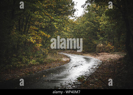 Straße durch Moody Herbst Wald Stockfoto