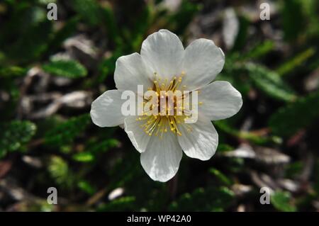 Weiße Silberwurz in Nordisland eine Einems Schotterhang Stockfoto