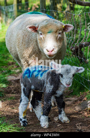 Peak District, Derbyshire, England, UK. Eine Dorset Schafe mit ihren drei Tage alten Jungen Lamm Stockfoto