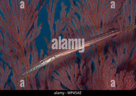 Chinesischer Trompetenfisch, Aulostomus chinensis, gegen Seegang, Jetty Tauchplatz, Padangbai, In der Nähe von Candidasa, Bali, Indonesien Stockfoto