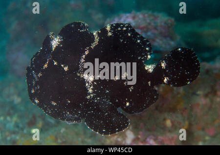 Riesiger Anglerfisch Antennarius commerson, Schwimmen, Bootstauchplatz, Padangbai, in der Nähe von Candidasa, Bali, Indonesien Stockfoto